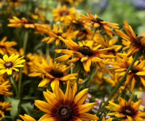 Rudbekia dwubarwna