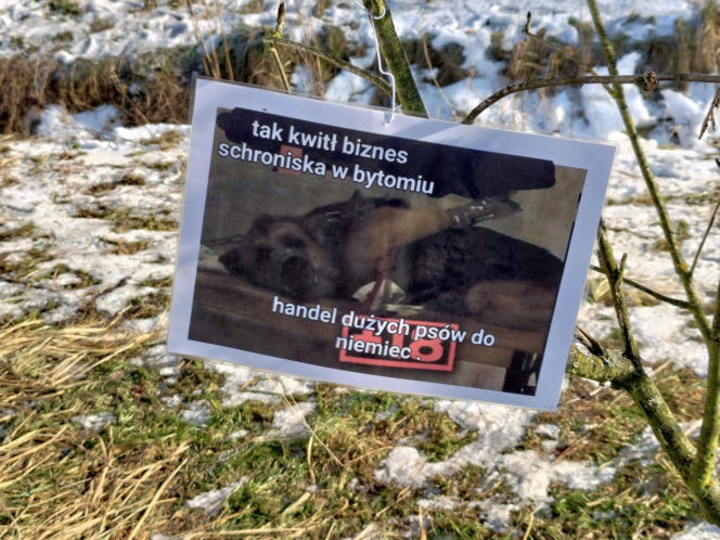 Zamieszanie w schronisku dla zwierząt w Bytomiu