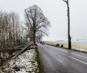 WARIAT Z PIŁĄ grasuje na Pomorzu! Naciął kilkadziesiąt drzew. Jedno RUNĘŁO NA DROGĘ
