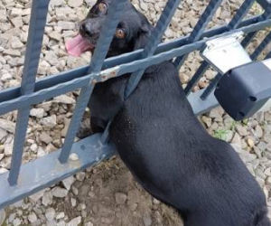 Jak on się tam znalazł? Strażacy ratowali psa, który utknął w bramie