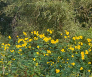 Topinambur