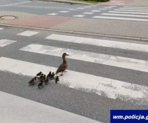 Tym razem bez mandatu! Policja eskortowała nieodpowiedzialnych pieszych