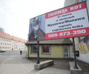 Koszalin: Poszukiwania kota