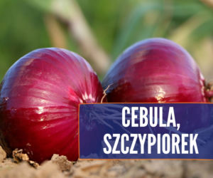 Czego nie może jeść pies? Te rzeczy mogą mu poważnie zaszkodzić! [LISTA]
