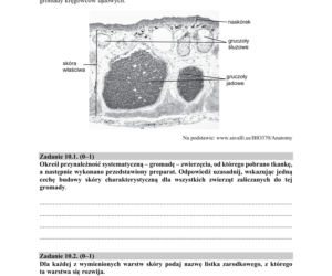 Matura 2018 z biologii [ARKUSZE CKE, ODPOWIEDZI]