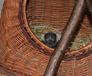 Najstarsza matka wśród lemurów