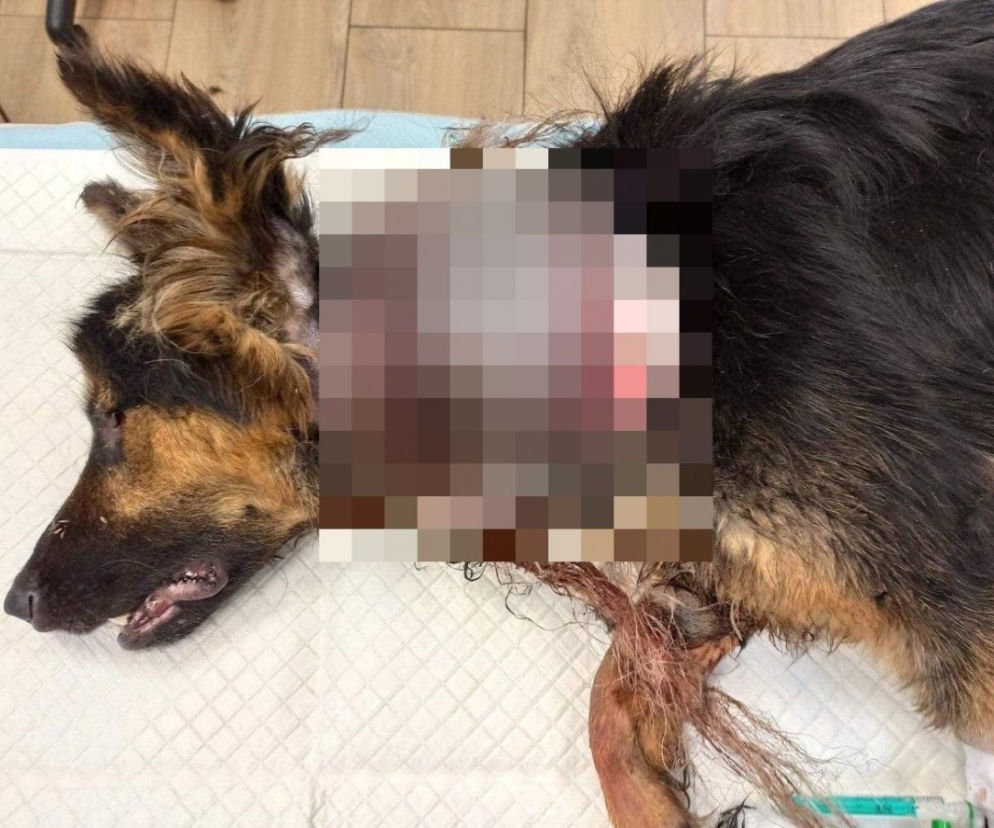 Iłów. Znęcał się nad psem, zadając mu potworną ranę. Poszukuje go policja!
