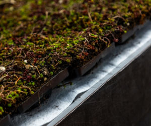 Systemowe zielone dachy - maty wegetacyjne z roślin rozchodnikowych, ziół i mchów