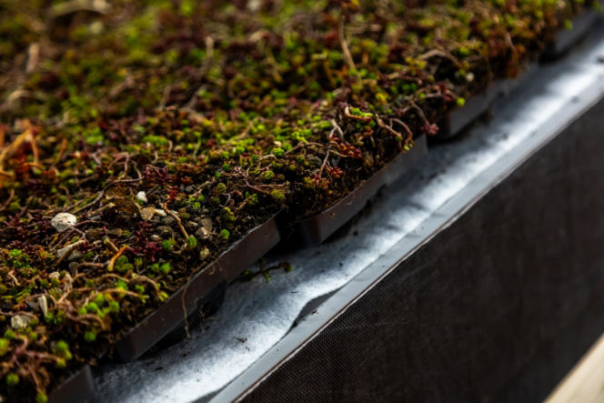 Systemowe zielone dachy - maty wegetacyjne z roślin rozchodnikowych, ziół i mchów