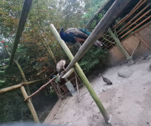 Dramat zwierząt w mini ZOO w Kałkowie