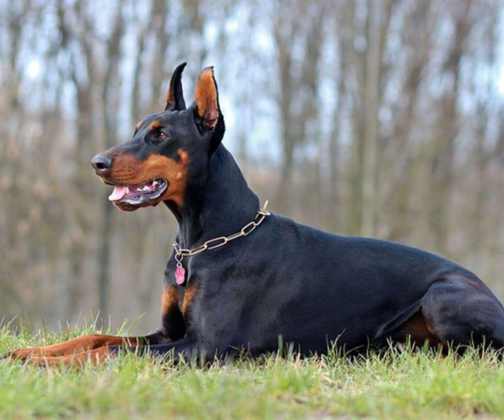 Doberman 