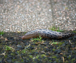 Pomrów wielki (Limax maximus)