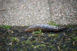 Pomrów wielki (Limax maximus)