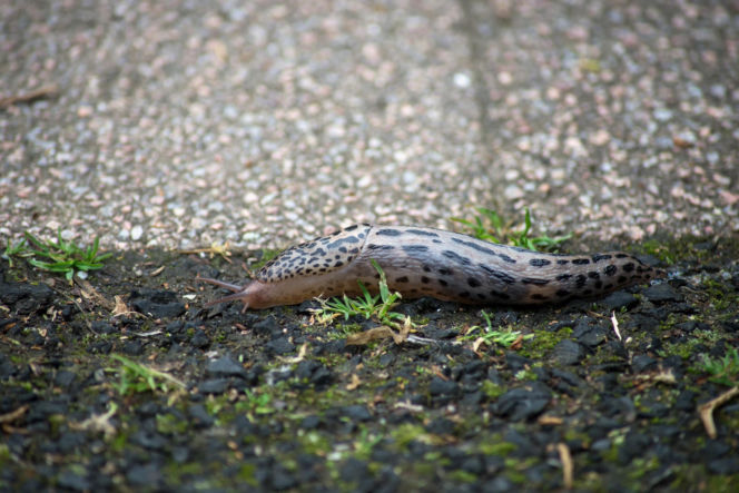 Pomrów wielki (Limax maximus)