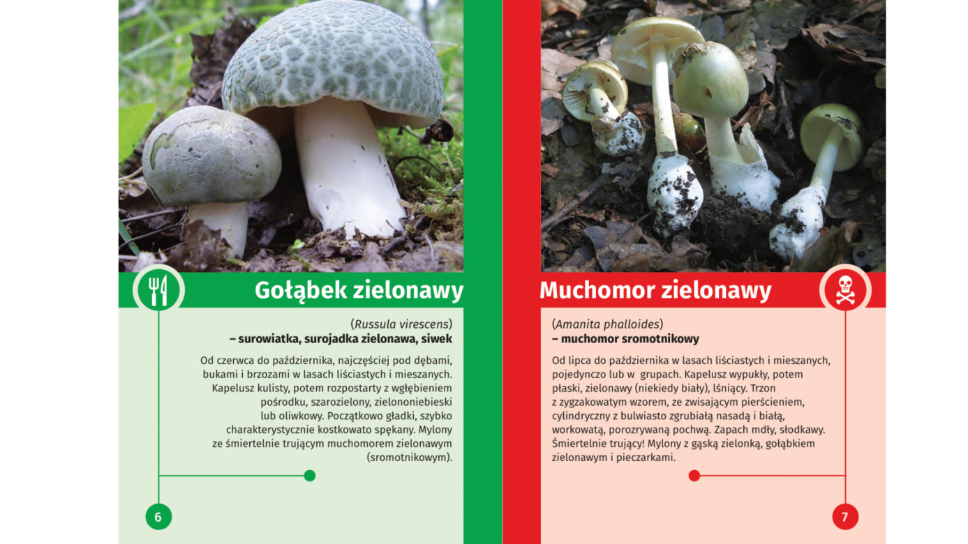 Trujące grzyby