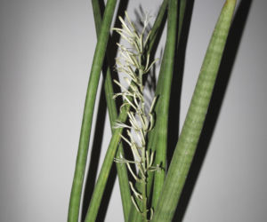 Sansewieria cylindryczna