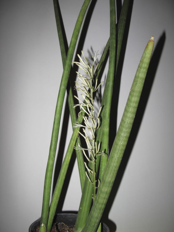 Sansewieria cylindryczna