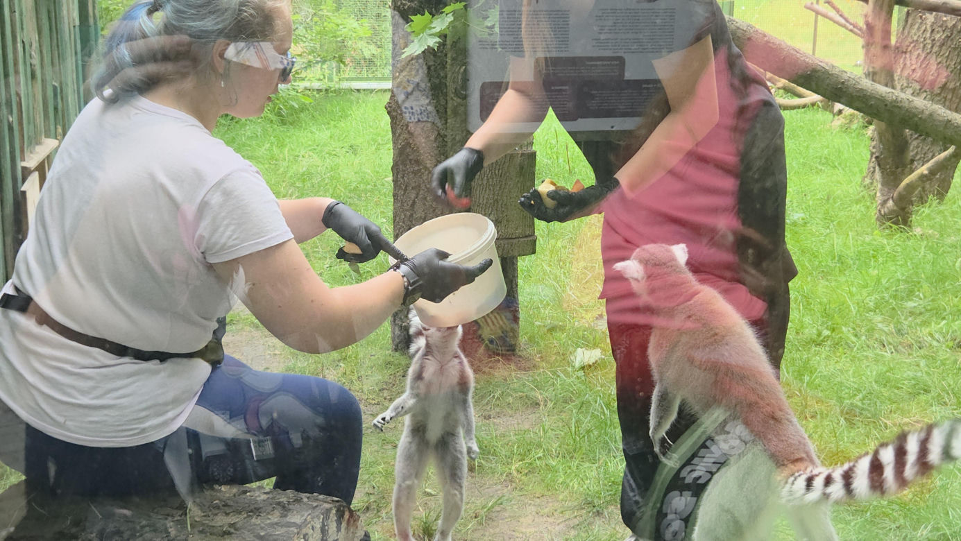 Pokazowe karmienie w myślęcińskim zoo to prawdziwy hit! Sprawdziliśmy to na miejscu