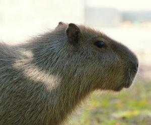 We wrocławskim zoo urodziły się kapibary