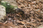 Malutki myszojeleń w Warszawskim ZOO
