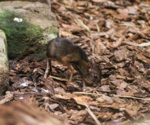 Malutki myszojeleń w Warszawskim ZOO