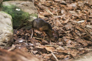 Malutki myszojeleń w Warszawskim ZOO