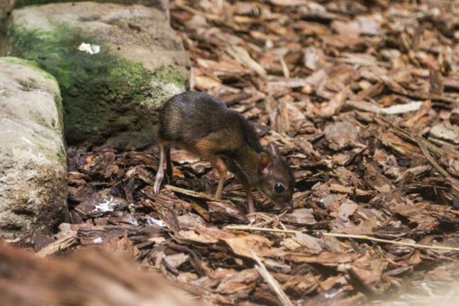 Malutki myszojeleń w Warszawskim ZOO