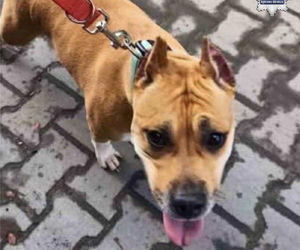 Amstaff porzucony w Dąbrowie Górniczej