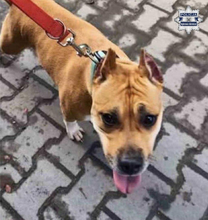 Amstaff porzucony w Dąbrowie Górniczej