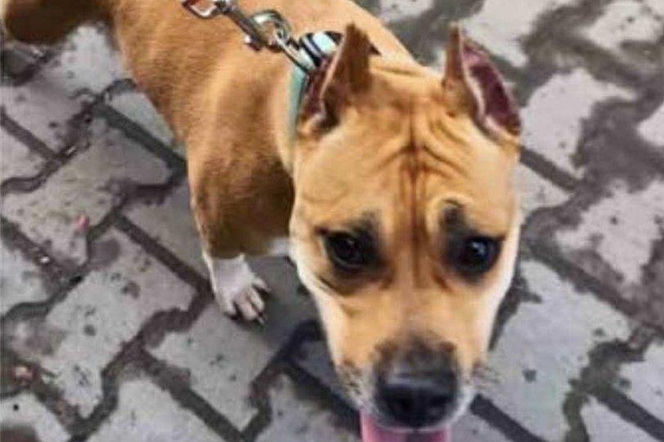 Amstaff porzucony w Dąbrowie Górniczej