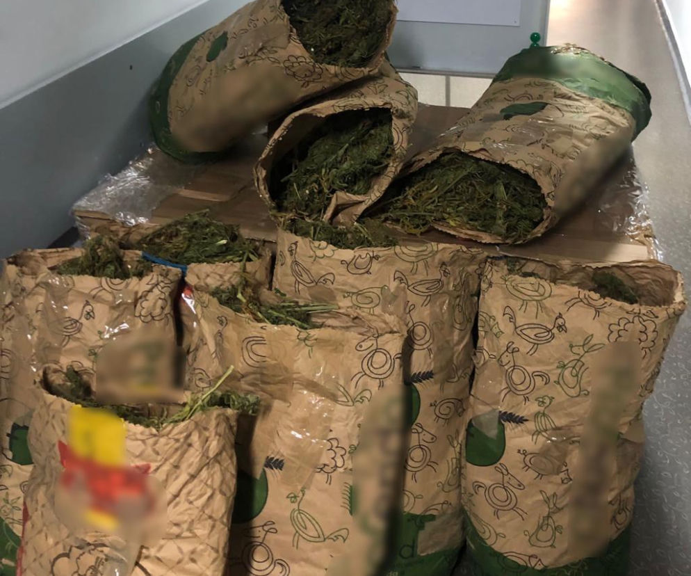 Poznań: Przechwycono 127 kilogramów marihuany! Potężna wartość na czarnym rynku