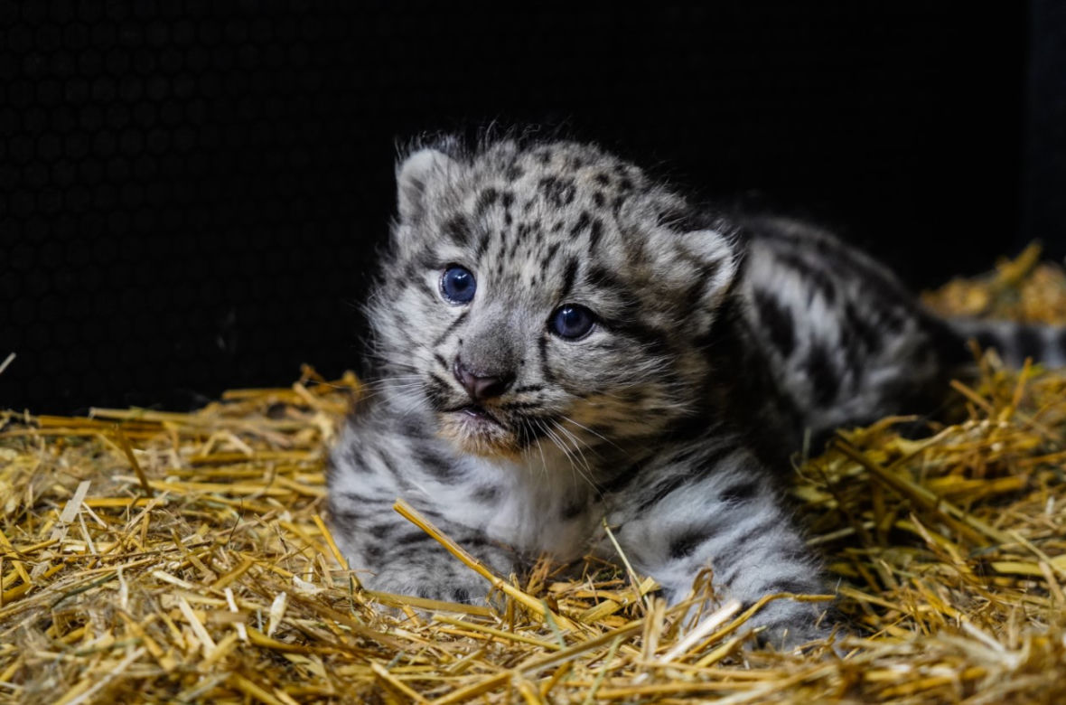 Spójrzcie na te słodkie oczka! Młode pantery śnieżne przyszły na świat w ZOO Wrocław