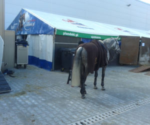 Cavaliada w Lublinir