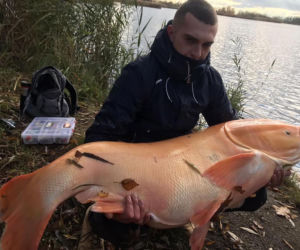 Biała Tołpyga zszokowała wędkarzy! Waży ponad 50 kilogramów [ZDJĘCIA]