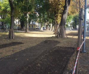 W Parku Kościuszki w Lesznie kwitnąć będą krokusy