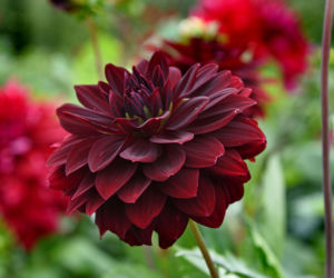 Dalia 'Arabian Night'