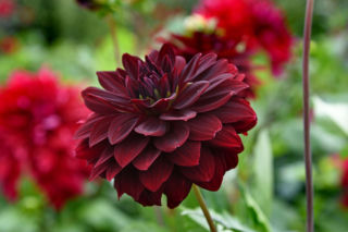 Dalia 'Arabian Night'
