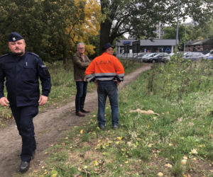 Radiowóz potrącił PSA. SKANDAL w Łodzi