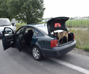 Krośniewice. Zdradziły go NERWY. Policja wypuściła PSA, a ten znalazł w skrytkach NARKOTYKI
