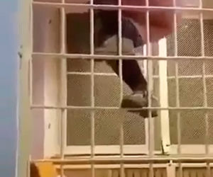 Zatańczyła policjantom na kratach