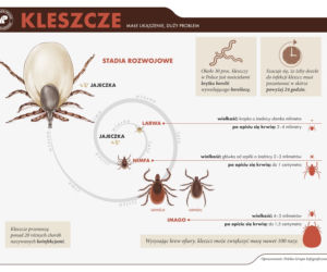Kleszcze przenoszą boreliozę i kleszczowe zapalnie opon mózgowych