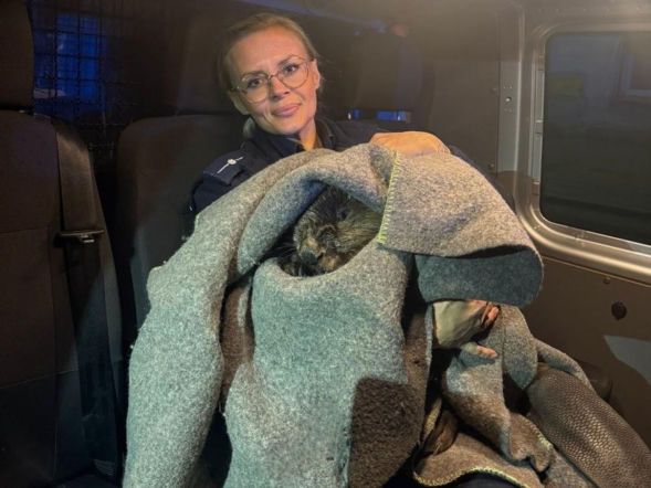 Nietypowa interwencja policjantów z Góry. Pomogli bobrowi 