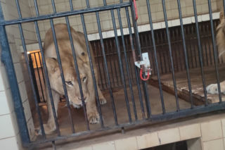 Chciał zobaczyć lwy - PRÓBOWAŁ DOSTAĆ SIĘ NA ICH WYBIEG W ZOO!