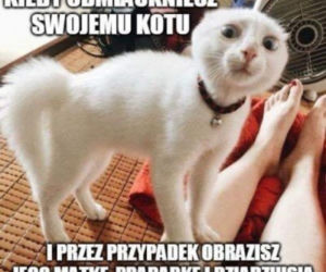 Dzień Kota 2020