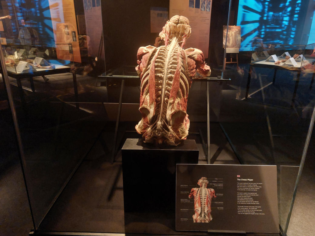 Wystawa Body Worlds w Szybie Wilson w Katowicach