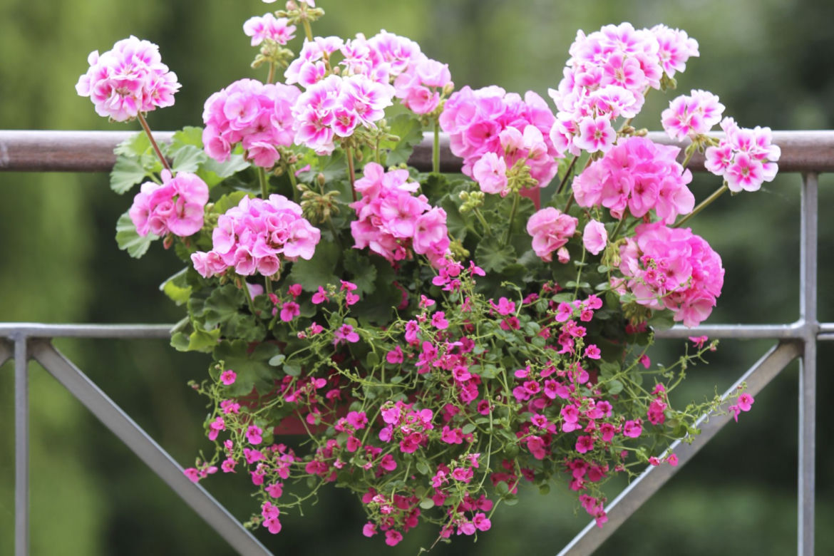 Kompozycje z pelargoniami