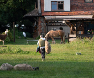 Chaos na Farmie! Bezwzględna decyzja i bolesne pożegnanie