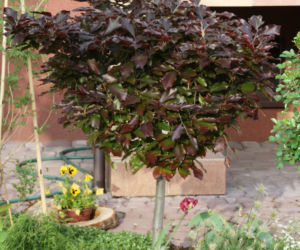 Buk pospolity ‘Purpurea’