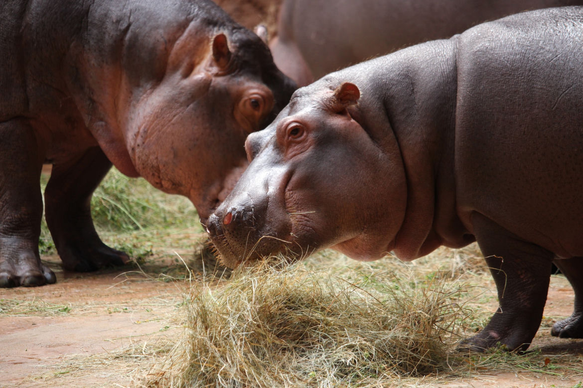 Zoo Wrocław: Hipopotam nilowy