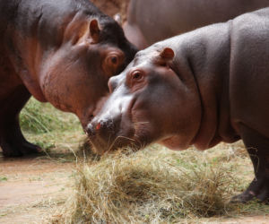 Zoo Wrocław: Hipopotam nilowy